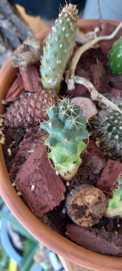Mammillaria 2