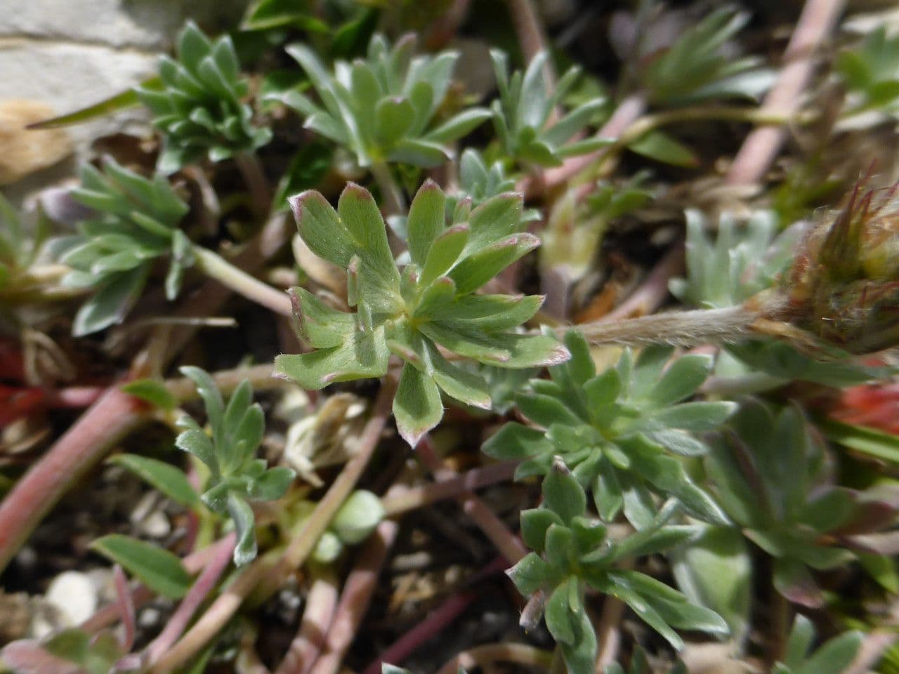 Geránium strieborné 9