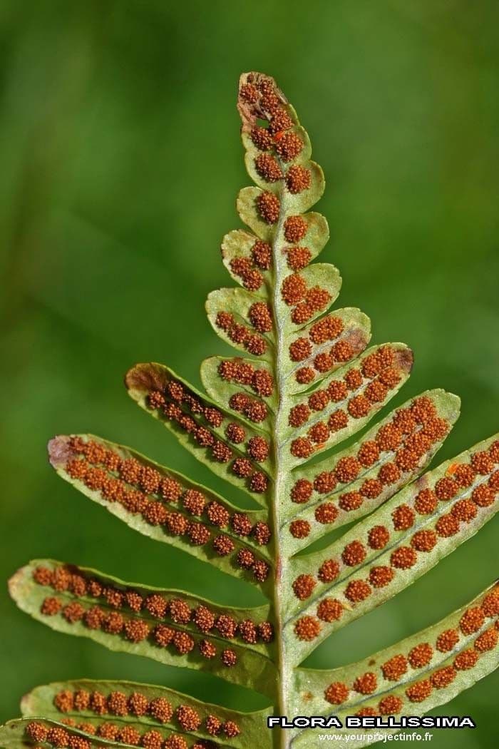 Polypode intermédiaire 8