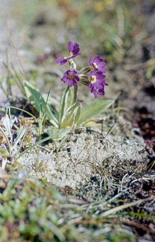 Primula scozzese 4