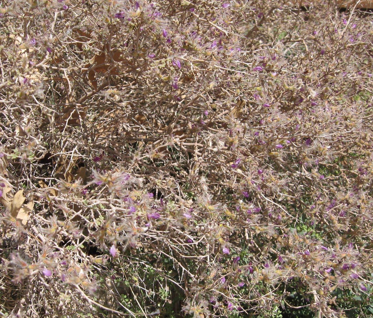Dalea formosa 10