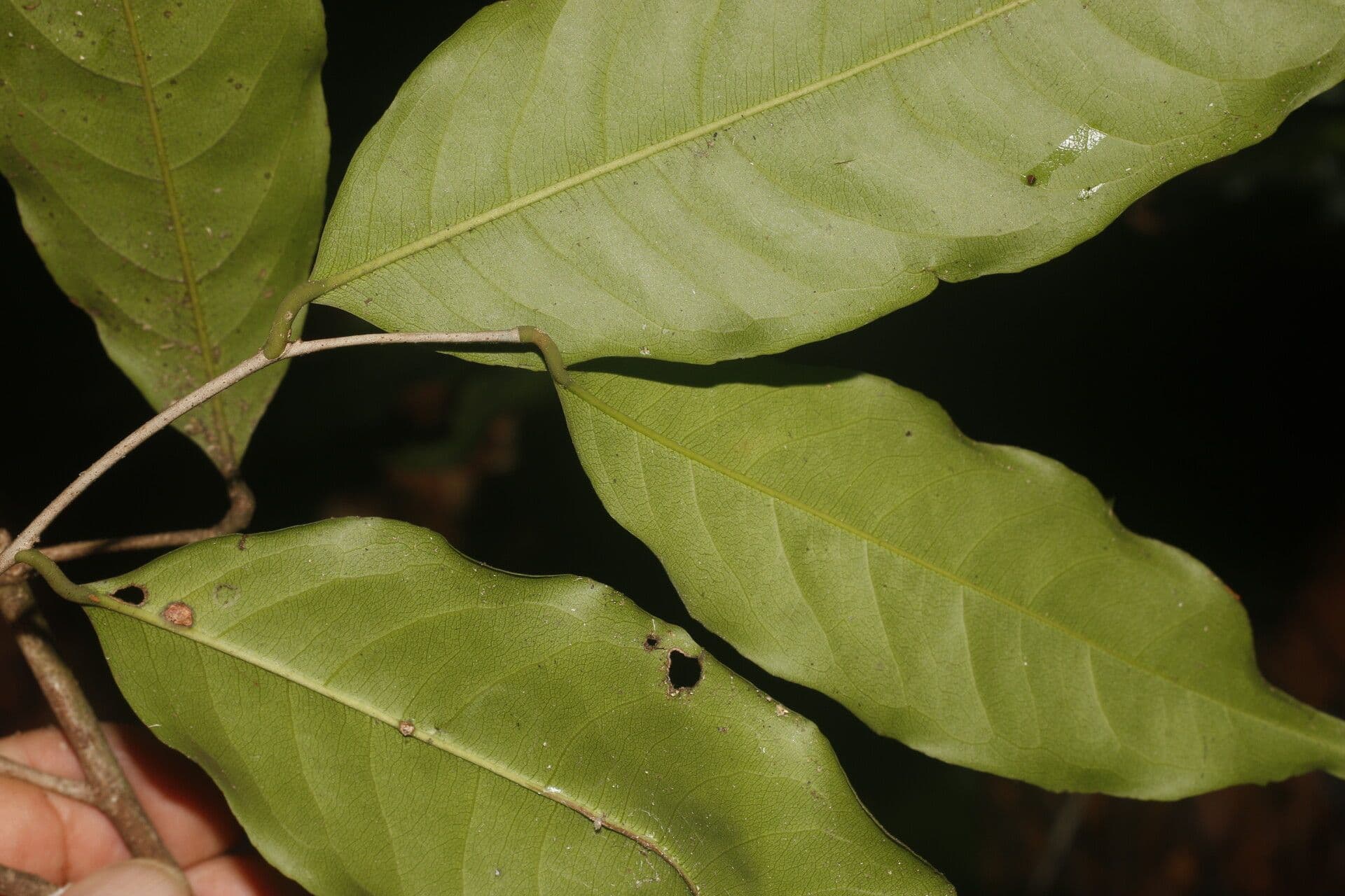 Eschweilera biflora 4