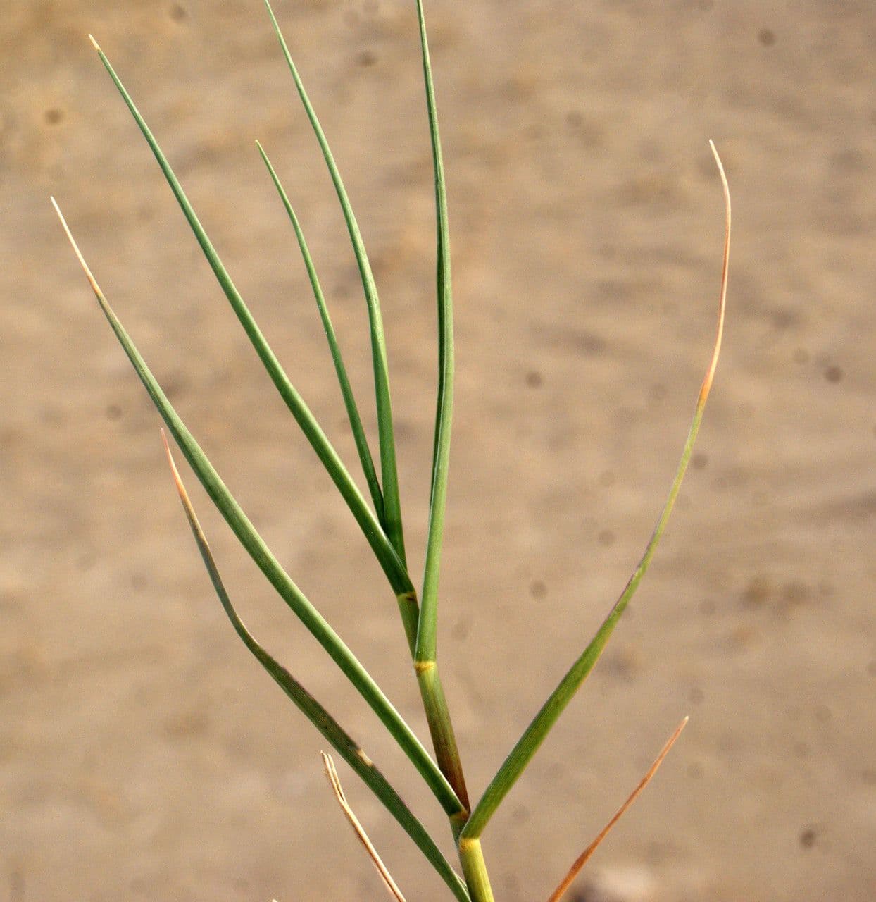 Aeluropus 16