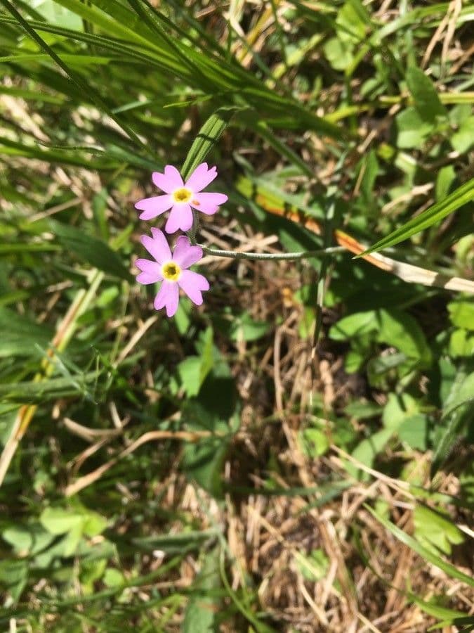Primula di Laurent 10
