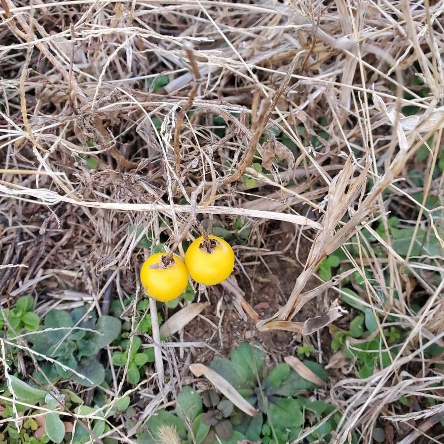 Solanum dimidiato 3