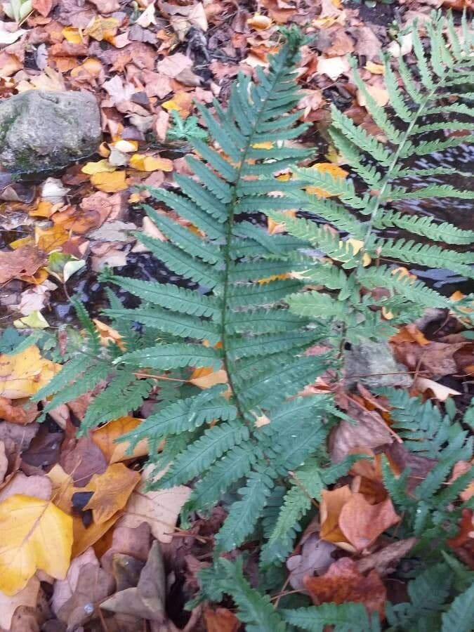 Dryopteris 3