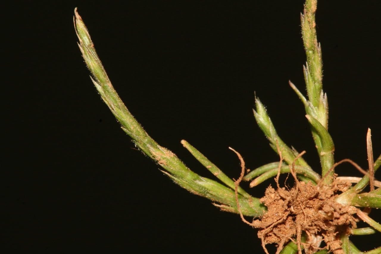 Hainardia cylindrica 10
