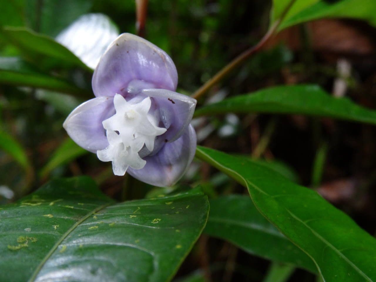 Psychotria 7
