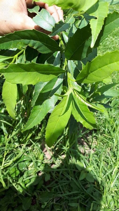 Citharexylum à queue 18