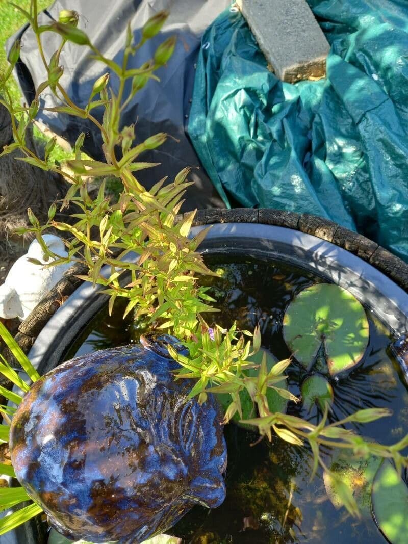 Graciola lekárska 8