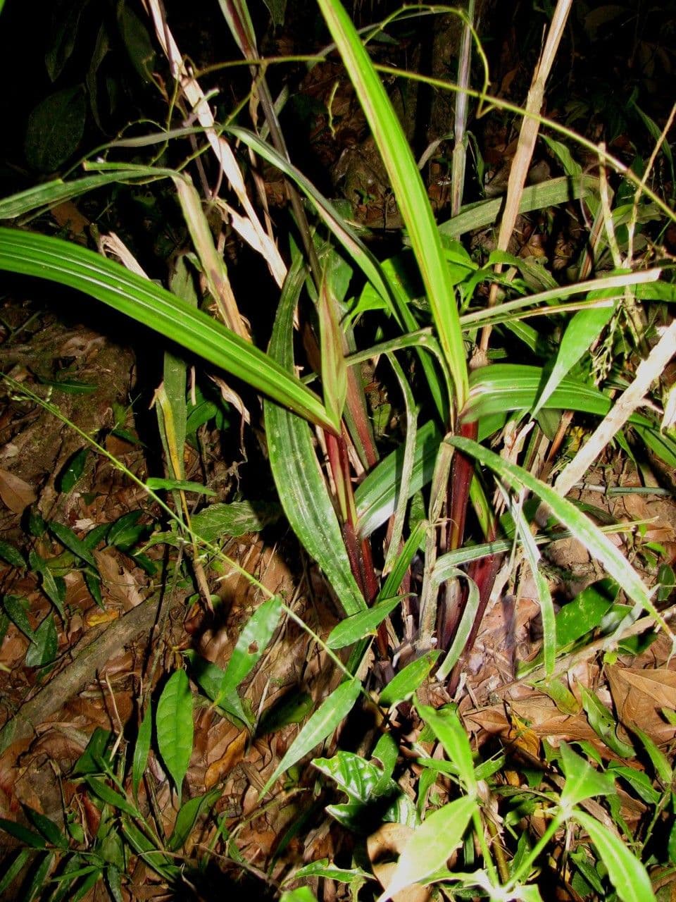Scleria 11