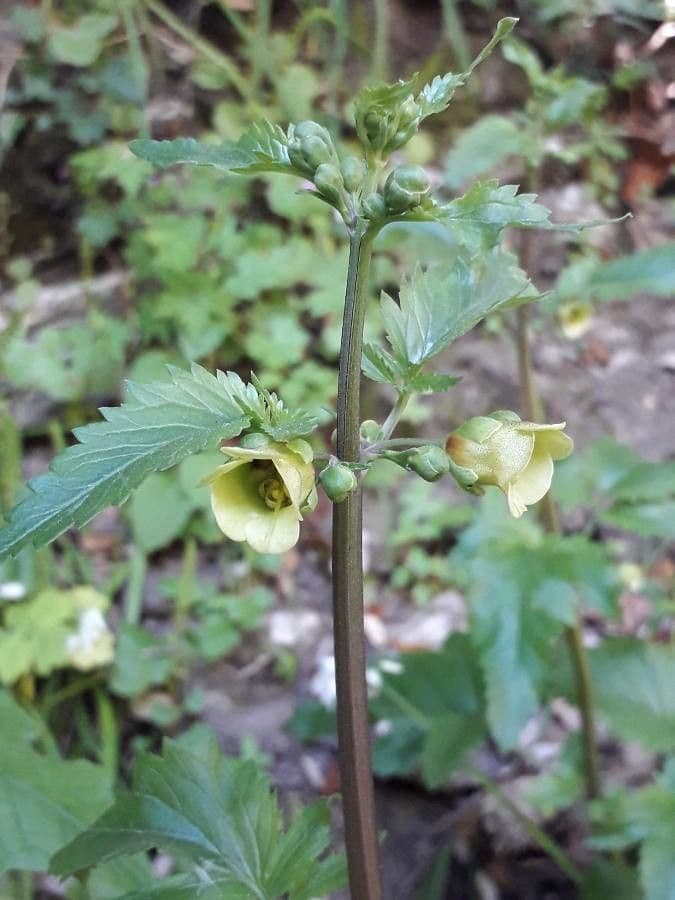 Scrophularia 3