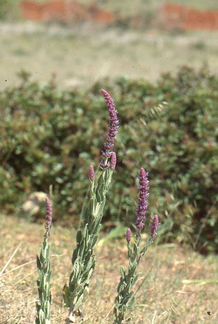Nepeta tuberosa 9