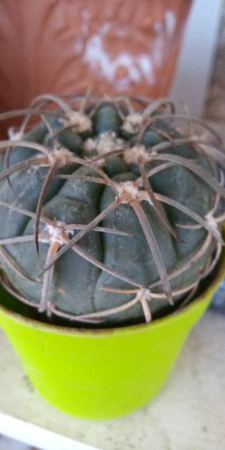 Gymnocalycium 9