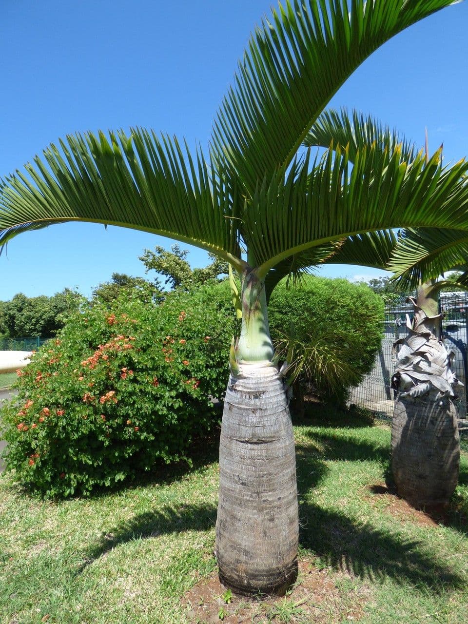 Palmier bouteille 14