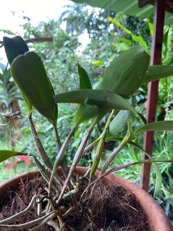 Epidendrum 11