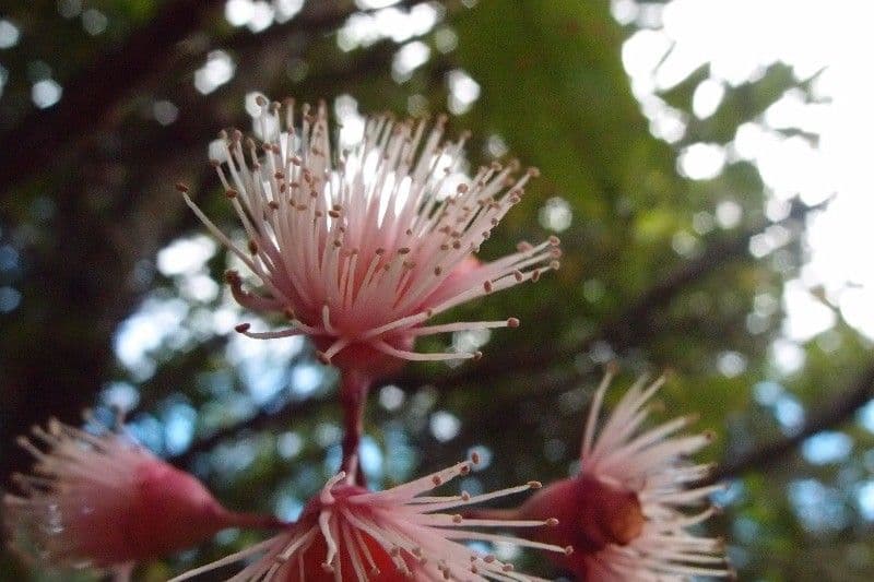 Syzygium 9