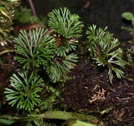 Elaphoglossum peltatum 11