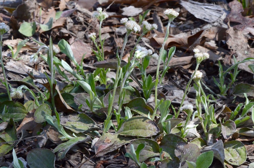 Antennaria de hoja de llantén 11