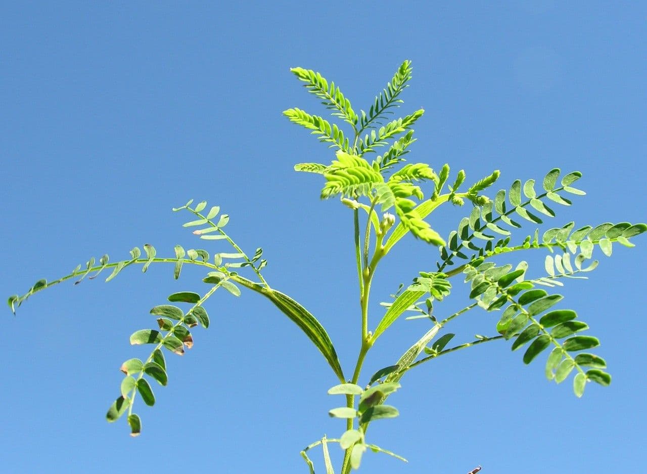 Acacia 29