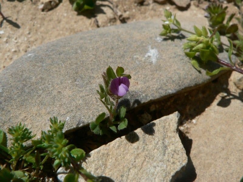 Veccia lathyroides 13