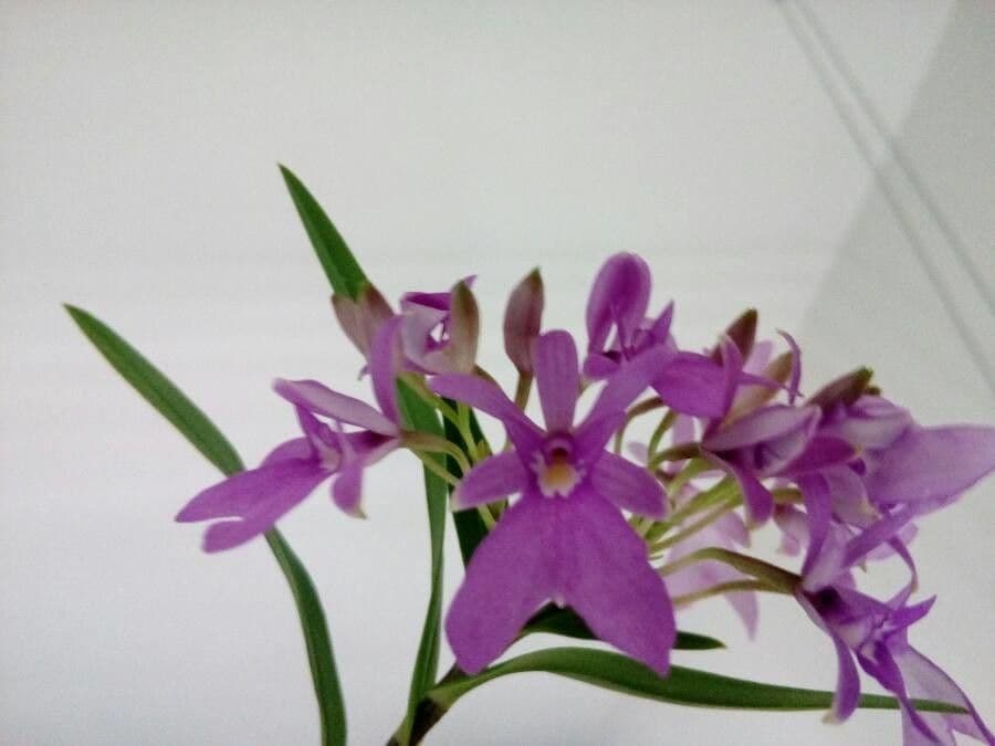 Epidendrum 4