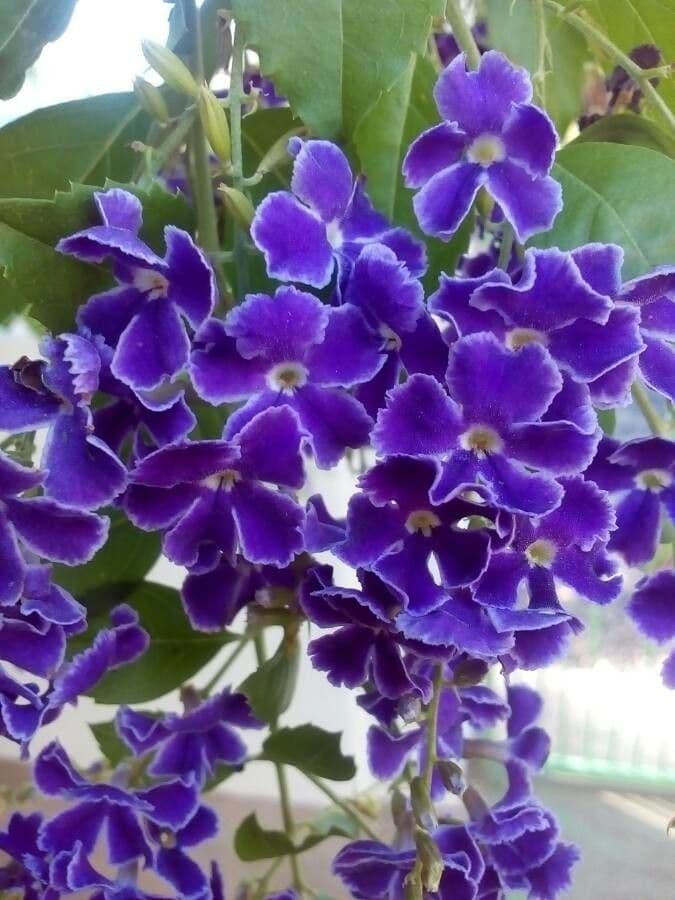 Duranta erecta 8
