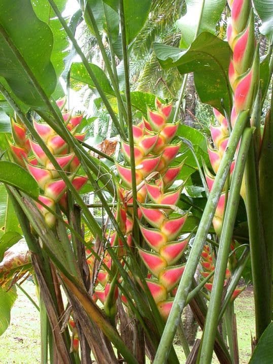 Geldblume 3