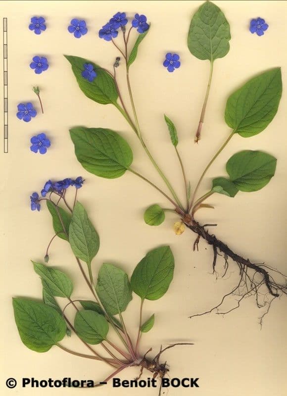 Omphalodes verna 22