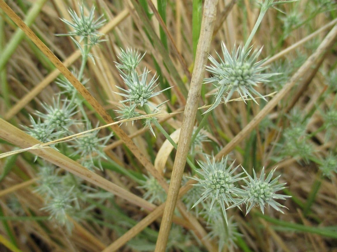 Eryngium 7