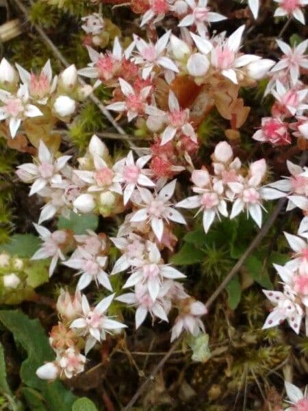 Sedum 3