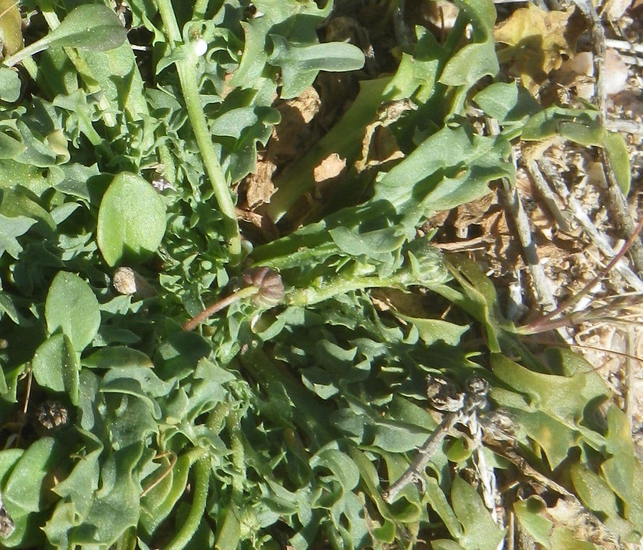 Crepis 14