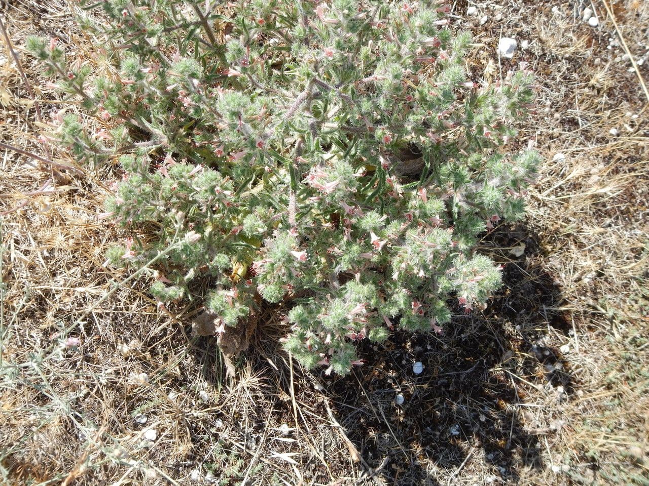 Echium asperrimum 11