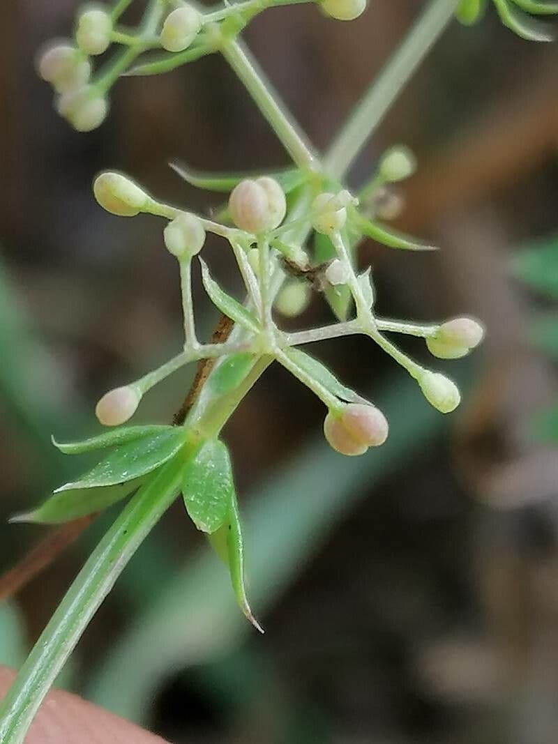 Harzer Labkraut 5