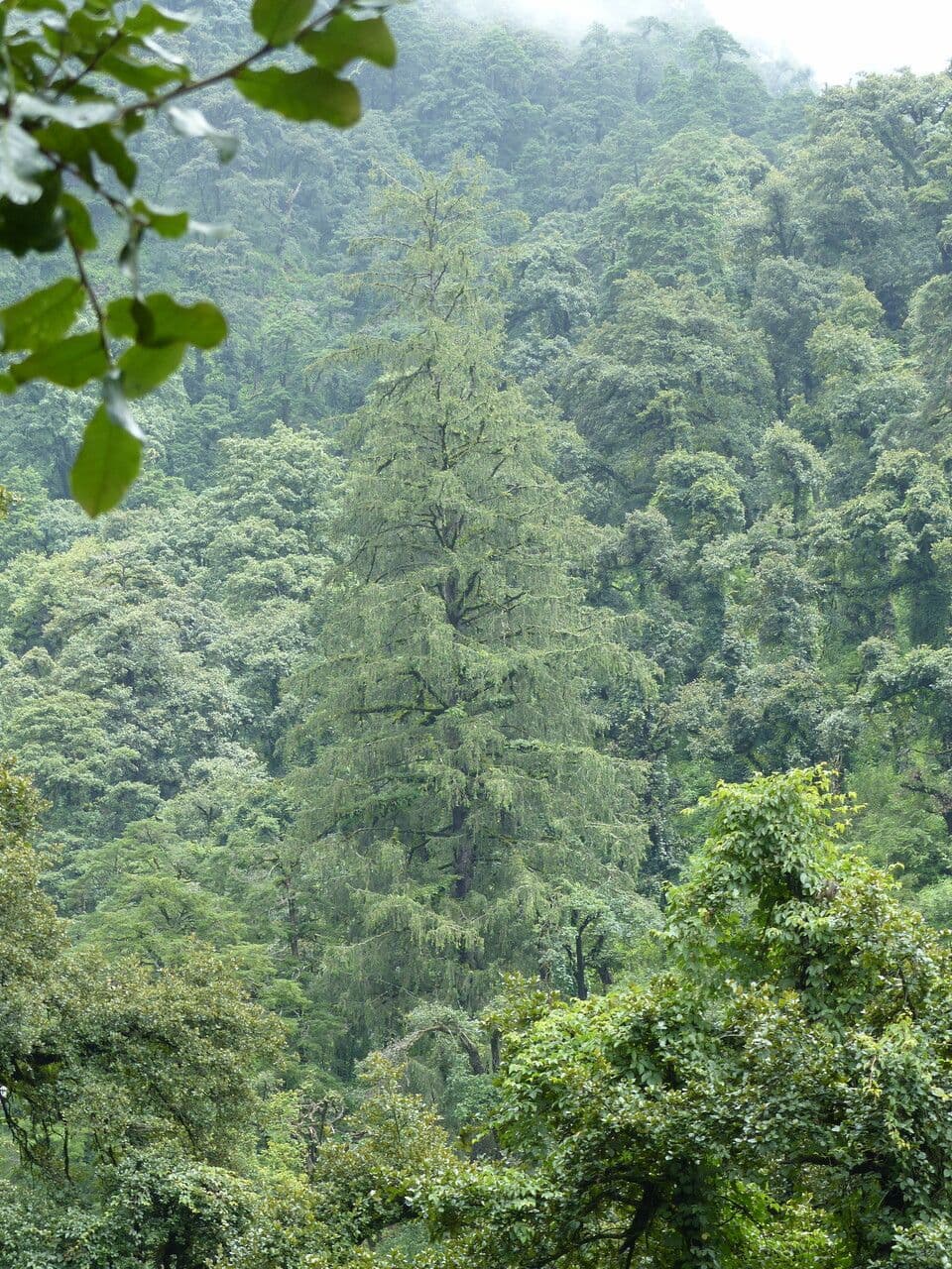 Abete di Morinda 5