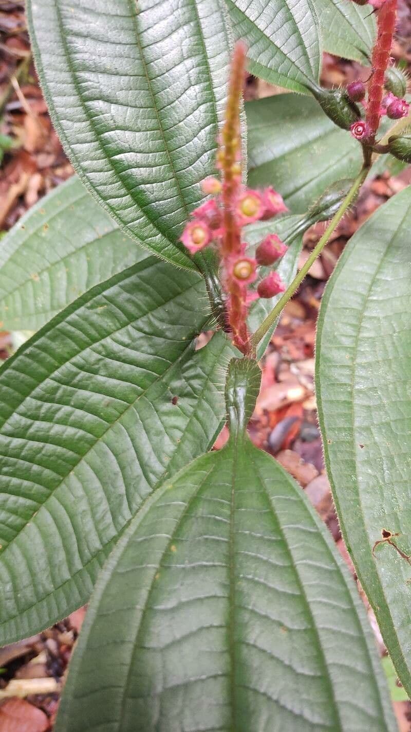 Miconia 6
