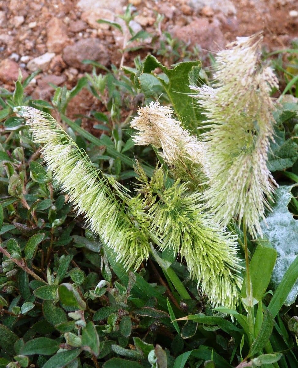 Lamarckia dorata 11