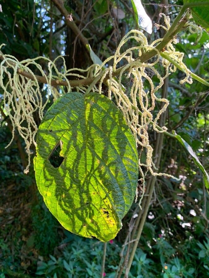 Myriocarpa longipes 4