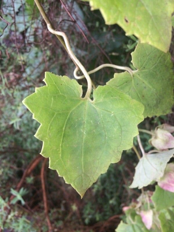 Lophospermum 11