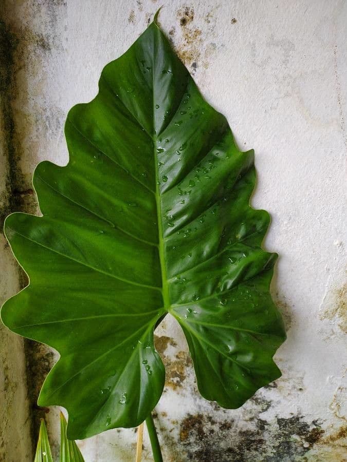 Filodendro 6