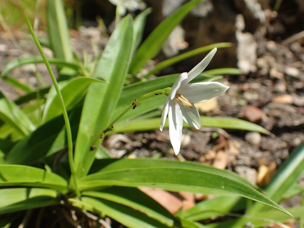 Xerophyta 3