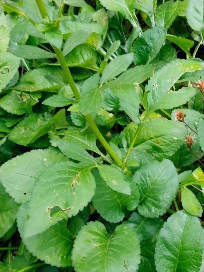 Patrinia 7