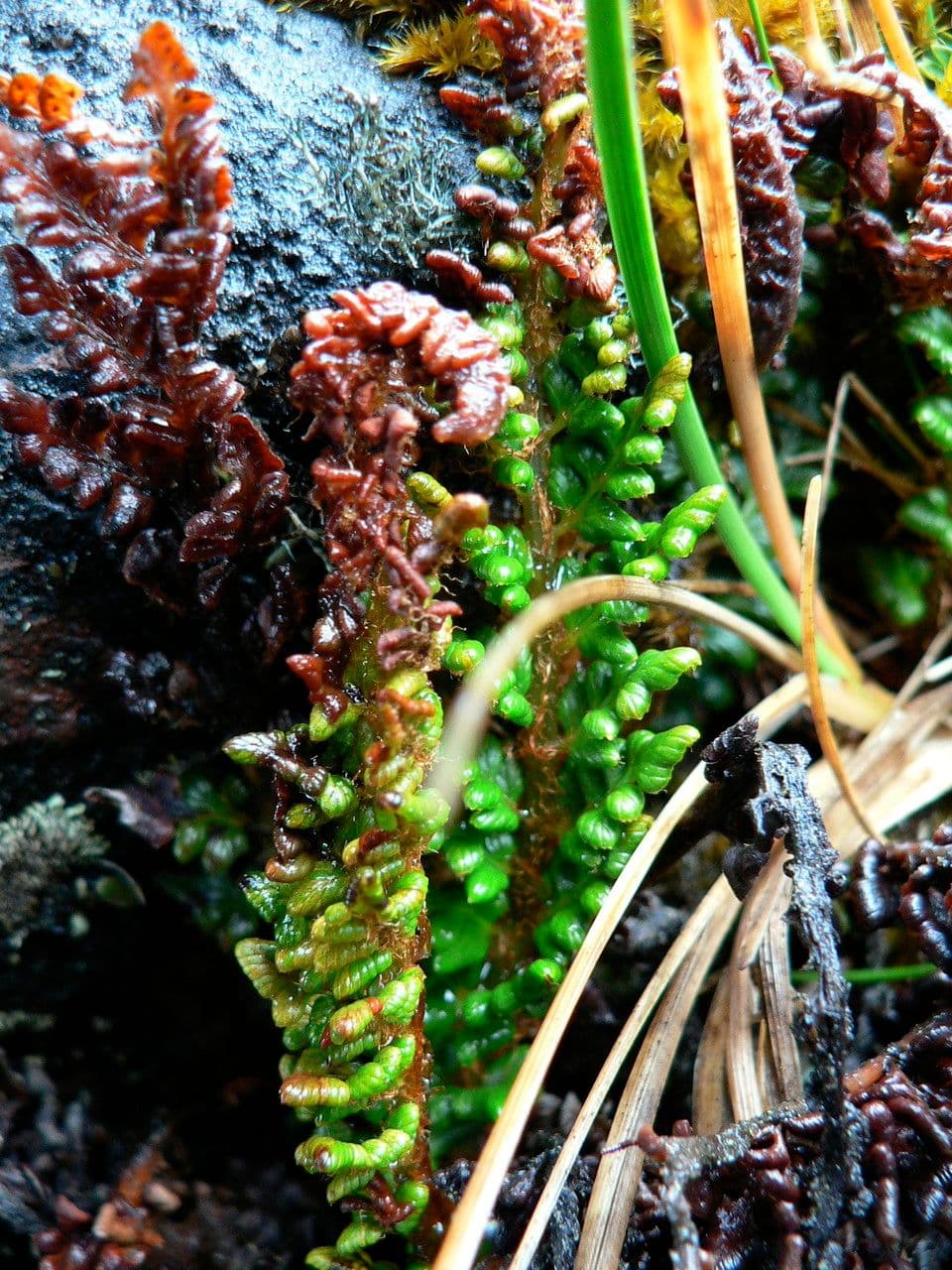 Polystichum 3