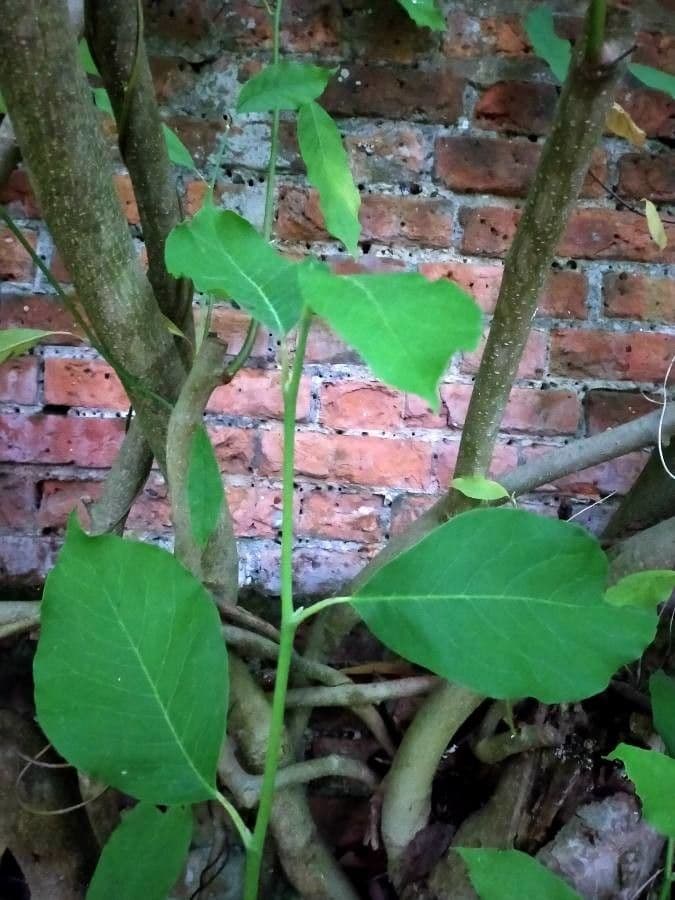 Neoshirakia giapponese 9
