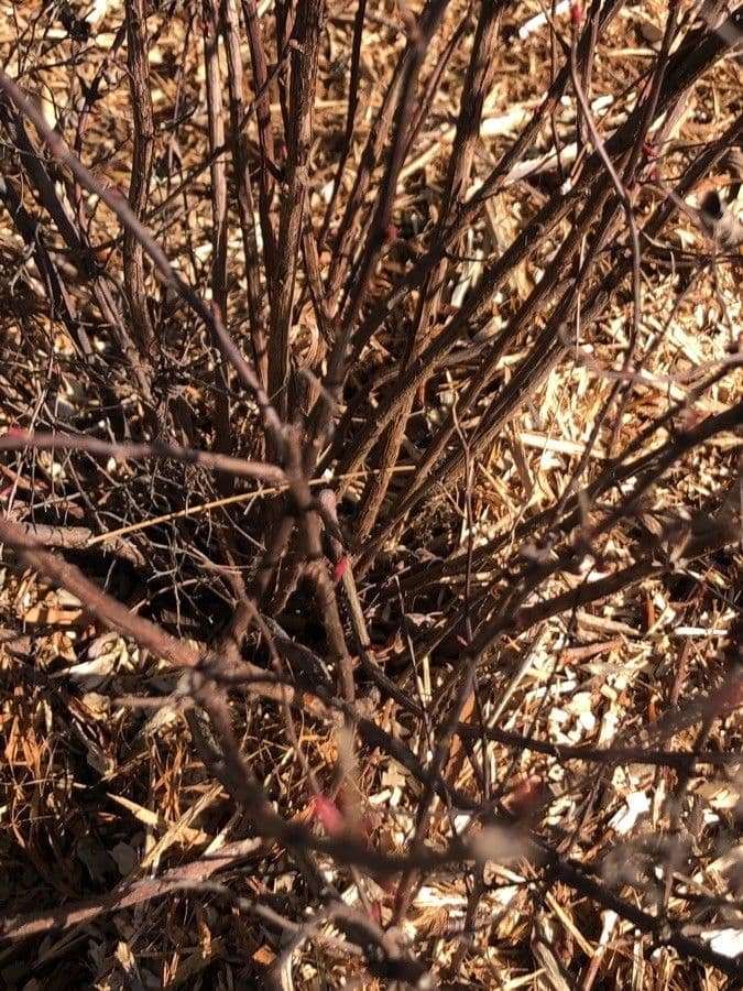 Spirea 4