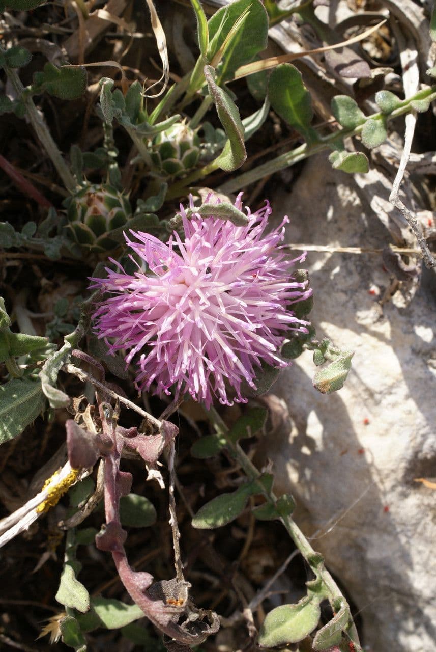 Centaurée 10