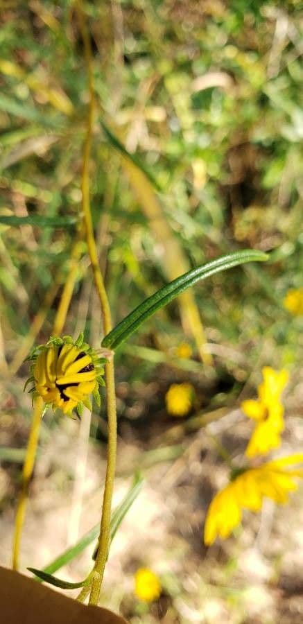 Schmalblättrige Sonnenblume 12