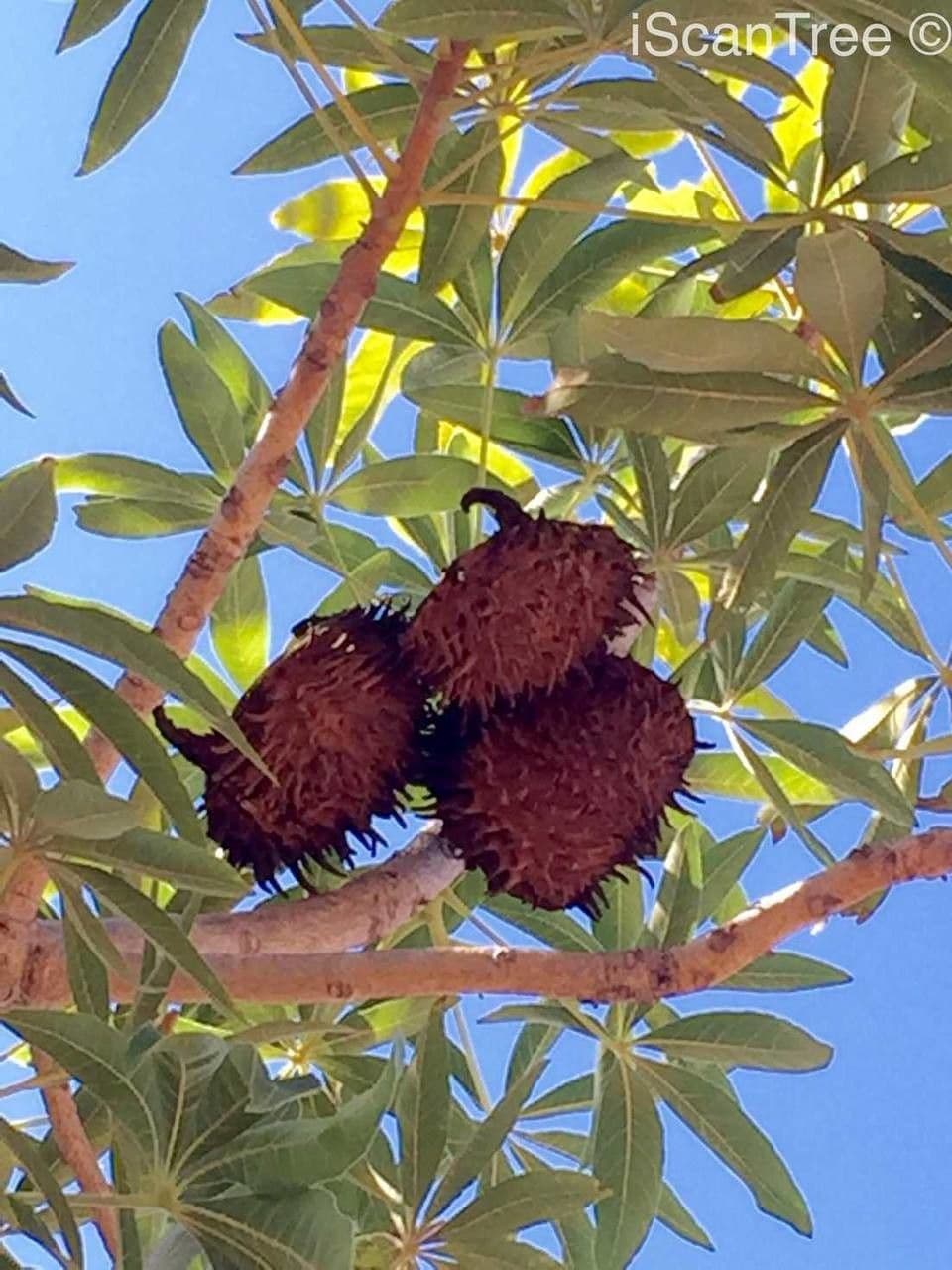 Sterculia