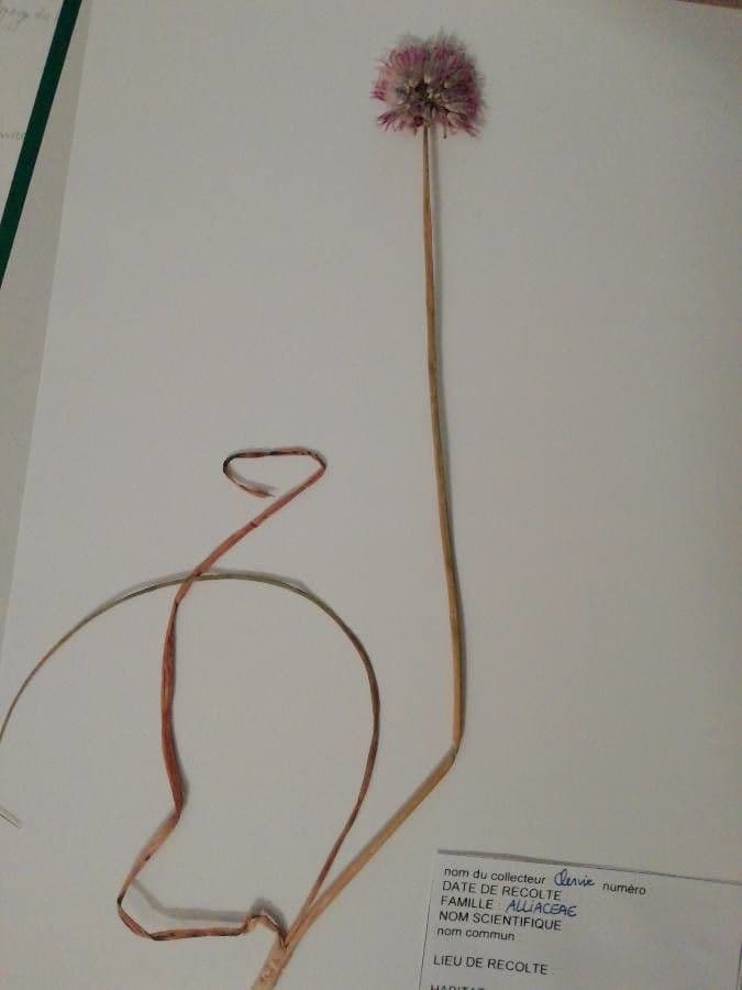 Aglio 18