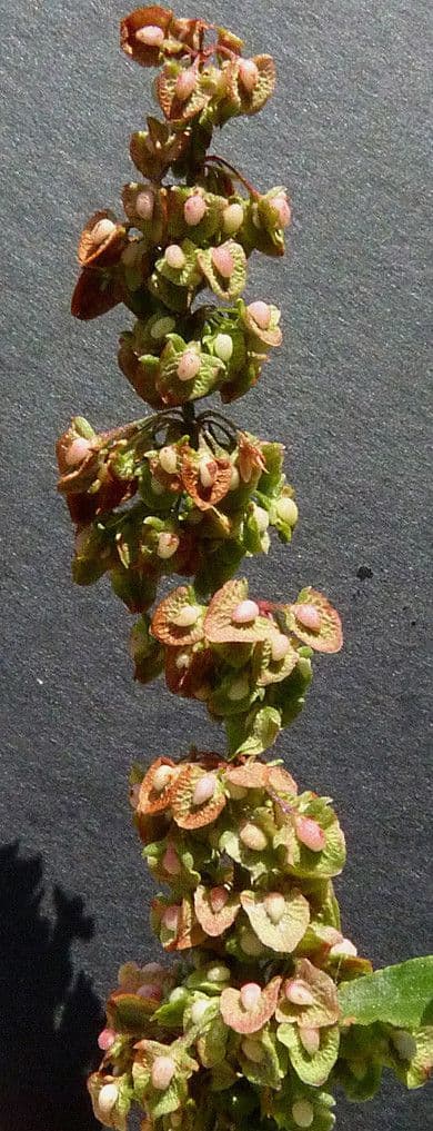 Krause-Sauerampfer 4